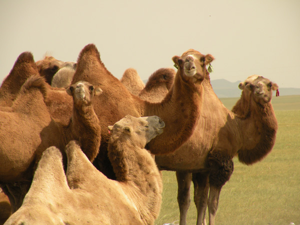 Chaussettes en laine de chameau – Image 4