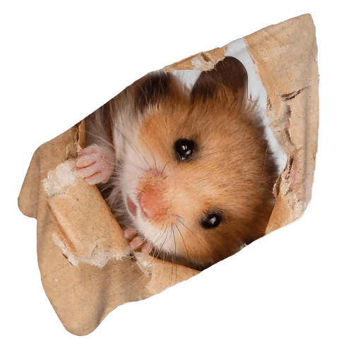 Serviette de plage hamster