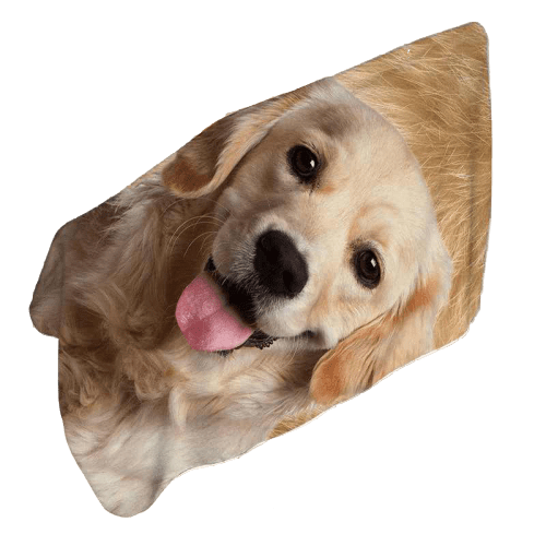 Serviette de plage chien – Image 7