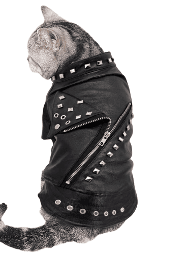 Veste de rockeur pour chat – Image 4